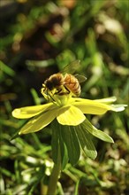 Winter aconites (Eranthis hyemalis), Germany, Europe