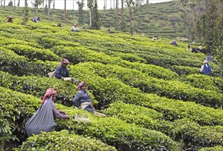 Indian tea pickers on a tea plantation, Thekkady, Kerala, India, Asia