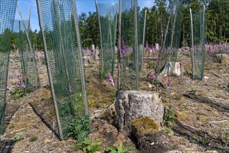 Reforestation in the Arnsberg Forest near Freienohl, Soest district, young oak trees, with browsing