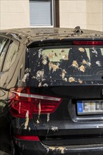 Car parked under a tree, covered in bird droppings