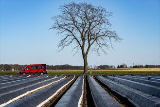 Agriculture on the Lower Rhine, early season, asparagus cultivation in spring, under plastic