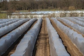 Agriculture on the Lower Rhine, early season, asparagus cultivation in spring, under plastic