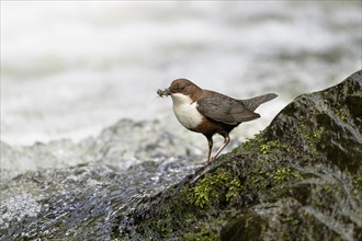 White-throated Dipper (Cinclus cinclus), at a torrent with larvae in its beak,