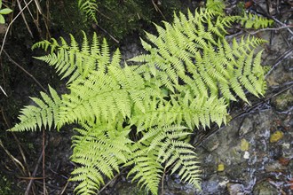 Lady fern (Athyrium filix-femina), by the water, North Rhine-Westphalia, Germany, Europe