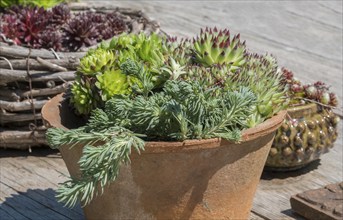 Flower pot with succulents, North Rhine-Westphalia, Germany, Europe