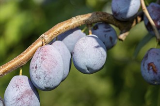 Ripe plums on the tree