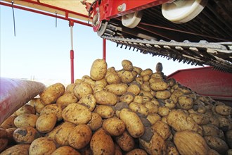 Farmer Hartmut Magin from Mutterstadt harvesting early potatoes in the Palatinate (Mutterstadt,