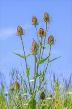 Wild teasel, fuller's teasel (Dipsacus fullonum, Dipsacus sylvestris) flower heads against blue sky