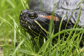 Red-eared slider (Trachemys scripta elegans), Emsland, Lower Saxony, Germany, Europe