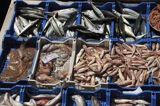 Fresh fish at the historic Catania fish market, Catania, Sicily, Italy, Europe