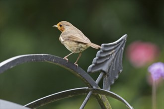 European robin (Erithacus rubecula) sitting on garden decoration, Burgstemmen, Lower Saxony,