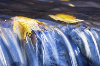 Autumn colored Maple leaf floating in a stream to a small waterfall