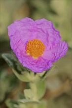 White-leaved rock rose (Cistus albidus), flower, Provence, southern France