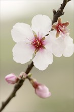 Almond tree (Prunus dulcis, Prunus amygdalus), blossoms, Hessische Bergstrasse, Hesse, Germany,