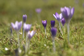 Crocus blossom, February, Germany, Europe