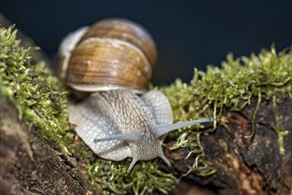 Burgundy snail (Helix pomatia) crawling over moss-covered dead wood, Hesse, Germany, Europe