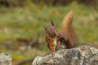 Red squirrel (Sciurus vulgaris) adult animal scratching itself on a dry stone wall, Yorkshire,