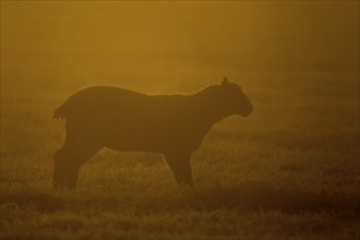 Domestic sheep (Ovis aries) adult ewe farm animal standing in a grass field backlit at sunset,