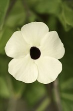 Black-eyed susan vine (Thunbergia alata), flower, ornamental plant, North Rhine-Westphalia,