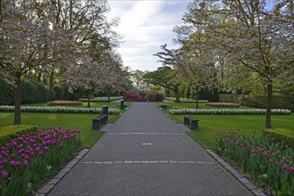 Tulips (Tulipa) at Keukenhof, Lisse, South Holland