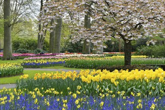 Tulips (Tulipa), daffodils (Narcissus) and grape hyacinths (Muscari) at Keukenhof, Lisse, South