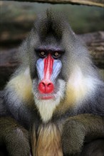 Mandrill (Mandrillus sphinx), adult, male, portrait