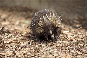 Short-beaked echidna (Tachyglossus aculeatus), adult, foraging, South Australia, Australia, Oceania