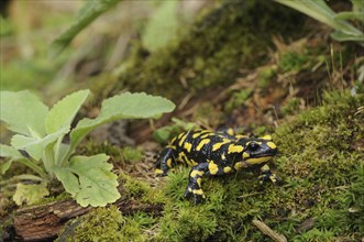 Fire salamander (Salamandra salamandra), Bavarian Forest NP, Bavaria, Federal Republic of Germany