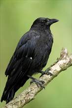 Corvus corone corone