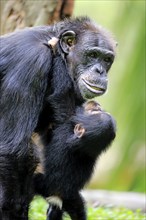 Chimpanzee (Pan troglodytes troglodytes), Female, Juvenile, adult, Social behaviour