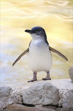 Little penguin (Eudyptula minor), adult, on land, spreading wings, Kangaroo Island, South