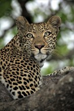 Leopard (Panthera pardus), adult, on tree, portrait, Sabisabi Private Game Reserve, National Park,