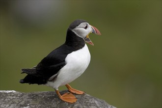 Puffin, (Fratercula artica), Europe, Norway, Scandinavia, Europe