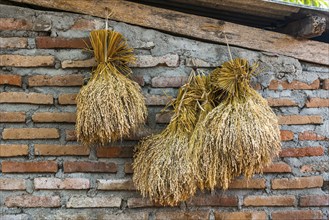 Rice for drying on a house wall, harvest, food, tradition, traditional, drying, rice harvest,