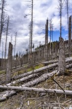 Dead spruce trees, broken by wind, lying in disarray, forest dieback in the Arnsberg Forest nature