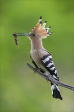 Hoopoe with prey, (Upupa epops), on perch, hoopoe family, formerly raptors, Hides de El Taray /