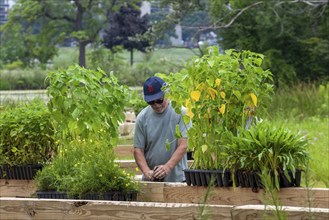 Detroit, Michigan, Volunteers planting in the wetlands at the public garden designed by prominent