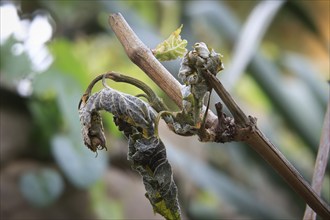 Late night frosts have led to severe frost damage in vineyards in the Elbe Valley. Due to the very