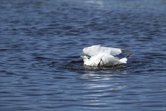 Kittiwake (Rissa tridactyla) adult bird bathing in a shallow pool, Skomer island, Wales, United