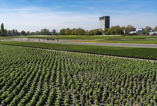 Nursery, plant breeding, ornamental plants grow in flower pots, outdoors, Düsseldorf-Volmerswerth,