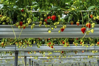 Strawberry cultivation in a greenhouse, young strawberry plants are growing, at different stages of