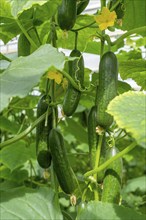 Cultivation of mini cucumbers, snack cucumbers, in a greenhouse, near Straelen, North