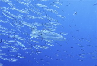 Great barracuda (Sphyraena barracuda), shoal, Umma Gammar reef, Red Sea, Egypt, Africa