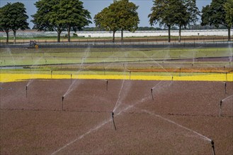 Horticultural business, irrigation with a sprinkler system, outdoors, plants grow here to be sold