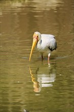 Yellow-bird Stork (Mycteria ibis), in the water, hunting, captive, distribution Africa