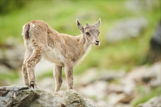 Alpine ibex (Capra ibex) youngster, standing on a rock, wildlife Park Aurach near Kitzbuehl,