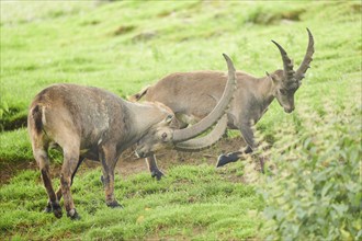 Alpine ibex (Capra ibex) male running arguing with each other on a meadow, playing, wildlife Park