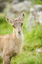 Alpine ibex (Capra ibex) youngster, portrait, wildlife Park Aurach near Kitzbuehl, Austria, Europe