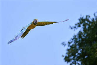 Blue and yellow macaw (Ara ararauna) in flight, captive, Lower Saxony, Germany, Europe