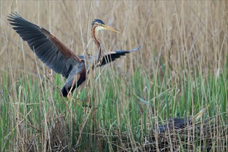 Purple heron (Ardea purpurea) pair at the nest, Baden-Württemberg, Germany, Europe